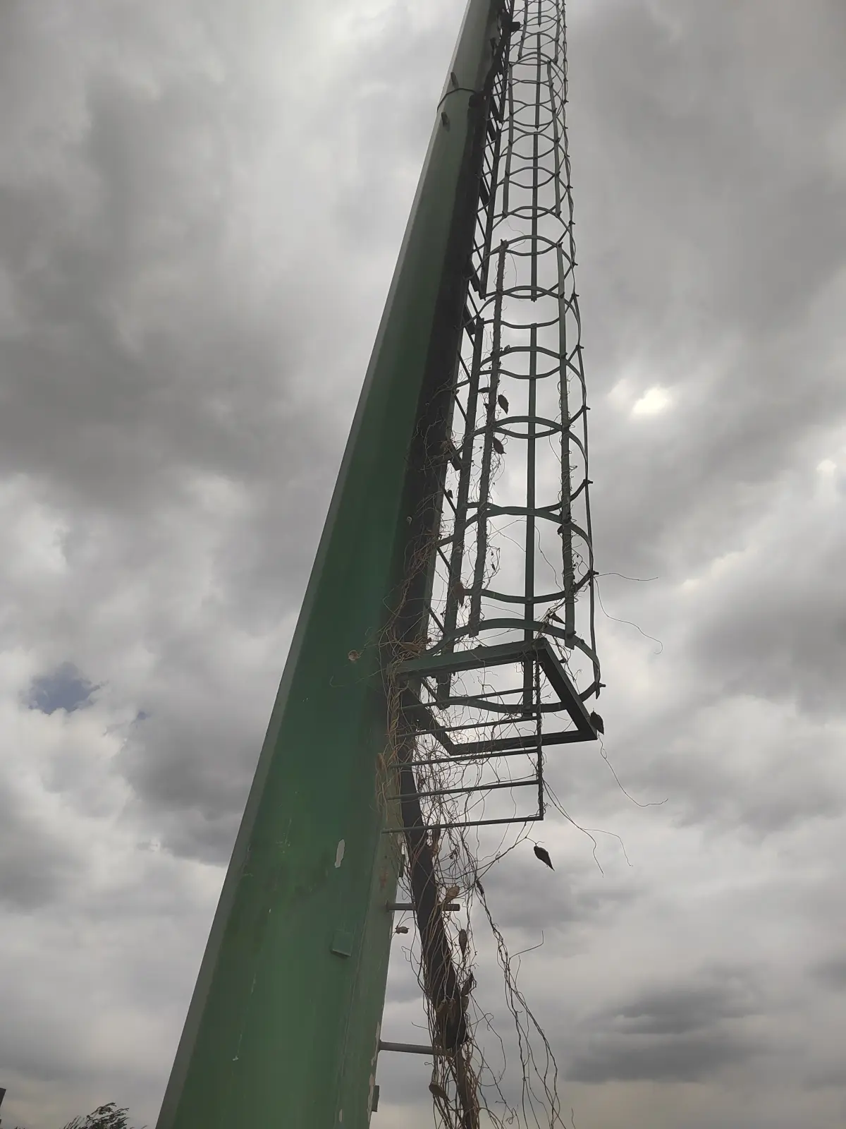 Roof access cat ladder with hatch
